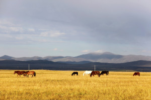 Gannan zona nómada tibetano