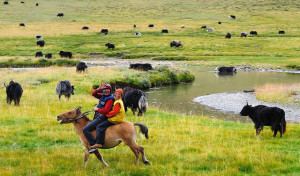 Los nómades tibetanos 