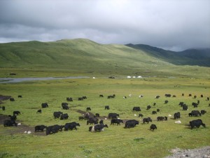 Nómadas tibetanos