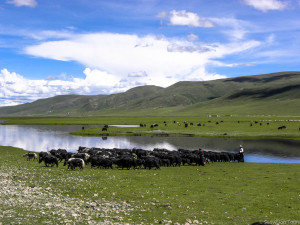 Nómadas tibetanos en Nangchen, Kham